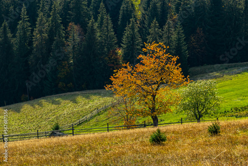 Fototapeta Naklejka Na Ścianę i Meble -  beautiful autumn countryside landscape in Carpathian Mountains, Ukraine