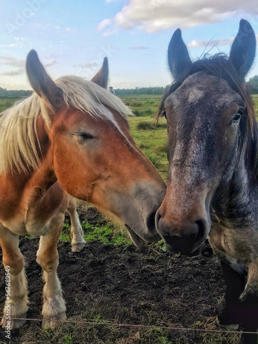 Wild horses in love