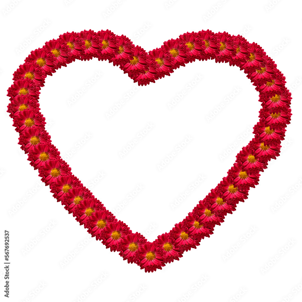 Flower heart. The symbol is a heart of red-maroon chrysanthemum flowers on a transparent background. The concept of Valentine's Day, Mother's Day, Women's Day. Flat position, top view