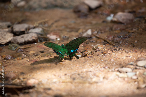 Green butterfly sitting on the ground