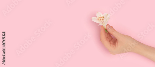 Banner with female hand hold white alstroemeria flower on a pink pastel background. Place for your design.