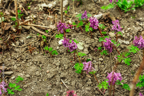 Corydalis solida on a garden. Traditional spring plant in forest of northern Europe and Asia