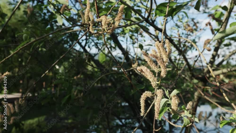Common hazel is a species of deciduous woody shrubs Common hazel is a species of deciduous woody shrubs