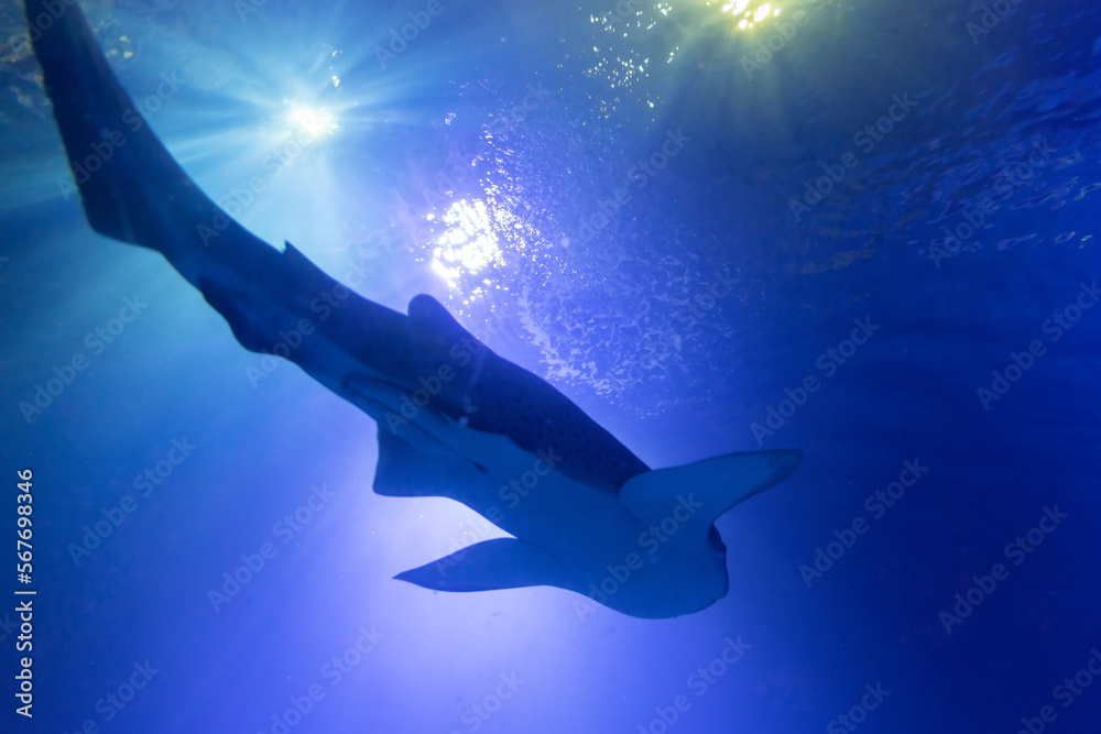 Obraz premium Shadow of the shark underwater