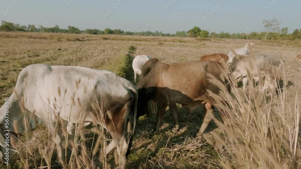 Close up of cows grazing on grass in a field, in Thailand. eating hay and silage. breeds. Close up of cows grazing on grass in a field, in Thailand. eating hay and silage. breeds.