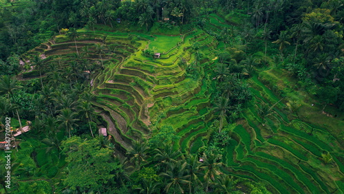 Rice fields and small houses of traditional village in rice terraces Tegalallang Bali Island Indonesia. Popular tourist destination. Travel to Asia.