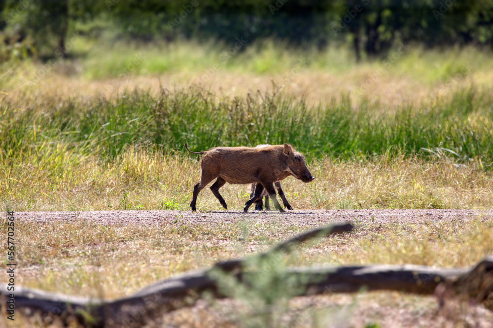warthog in the african bush warthog in the african bush