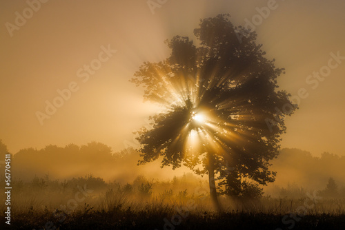 Single olive tree in the beautiful sunny fog at sunrise, natural background with sun rays through the mist