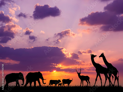 Animal silhouettes in sunset background