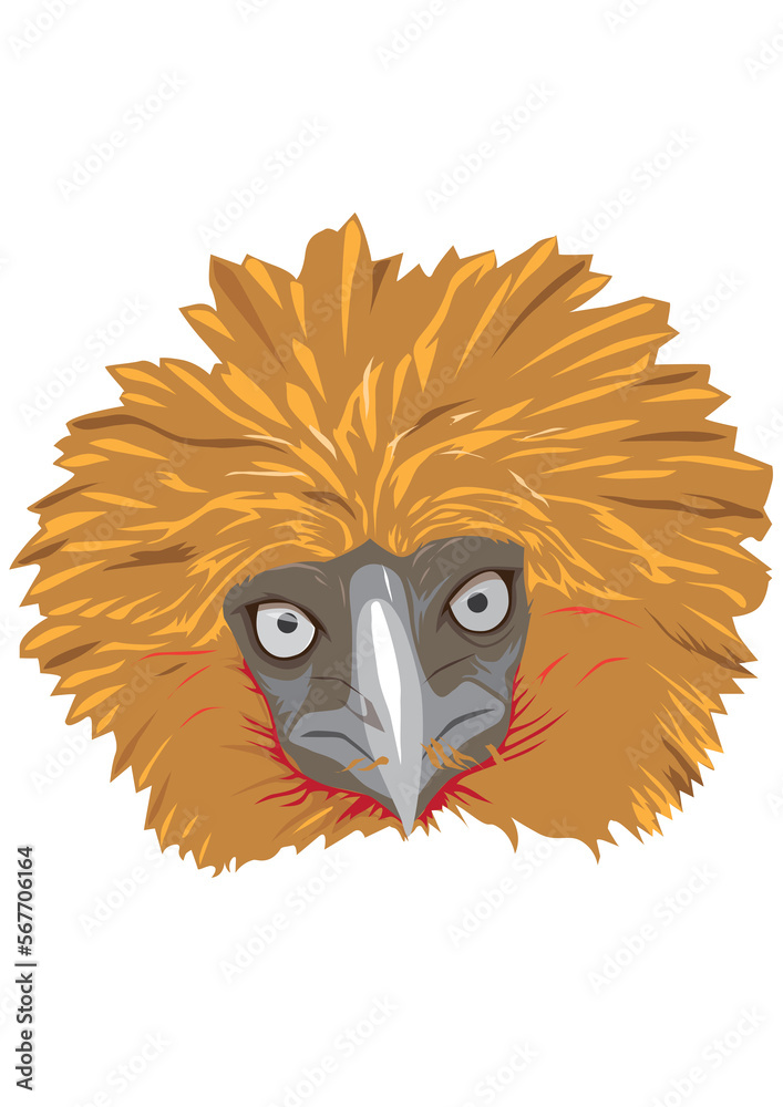 Head of a Philippine eagle Stock Illustration | Adobe Stock