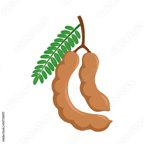 Vector illustration of tamarind or tamarindus indica, with green leaves, isolated on white background.