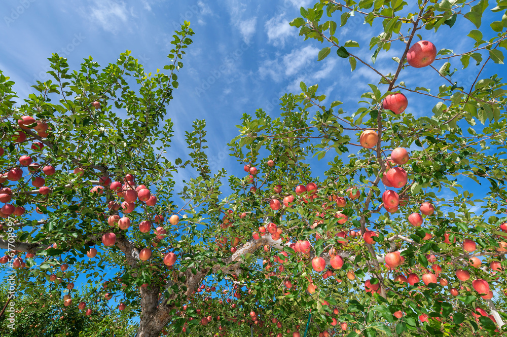 【青森県弘前市りんご】津軽の秋、りんご園は収穫中
