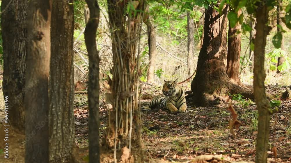 wide shot of wild male bengal tiger or panthera tigris tigris in natural environment in safari at bandhavgarh national park forest tiger reserve madhya pradesh india asia wide shot of wild male bengal tiger or panthera tigris tigris in natural environment in safari at bandhavgarh national park forest tiger reserve madhya pradesh india asia