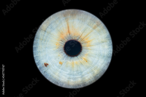 Human eye iris close up isolated on black background