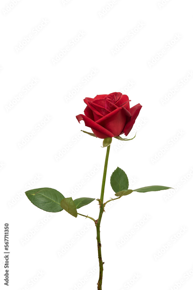 red rose element easy to use flowers red rose element easy to use flowers