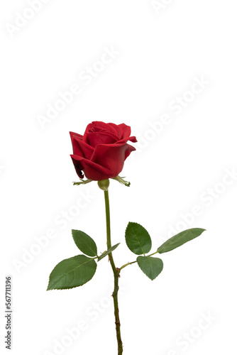 Fototapeta Naklejka Na Ścianę i Meble -  red rose element easy to use flowers