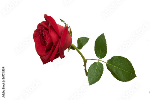 Fototapeta Naklejka Na Ścianę i Meble -  red rose element easy to use flowers