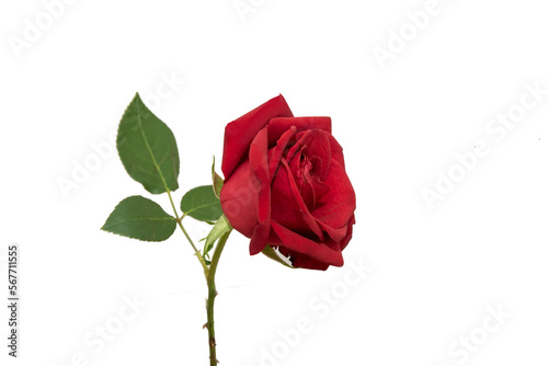 red rose element easy to use flowers