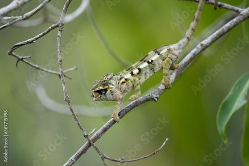 The panther chameleon (Furcifer pardalis) in wild nature of Mauritius