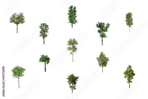 Collection of Isolated Trees on white background  A beautiful trees from Thailand  Suitable for use in architectural design  Decoration work  Used with natural articles both on print and website.
