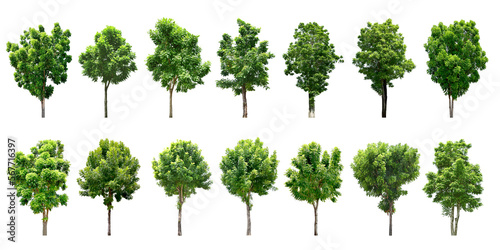 Collection Trees and bonsai green leaves.  total 14 trees.  png  