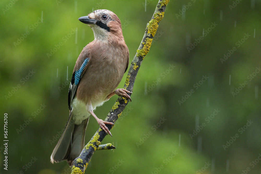 Cute Eurasian jay bird on tree branch Cute Eurasian jay bird on tree branch