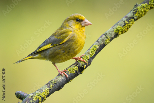 Graceful common greenfinch bird on branch