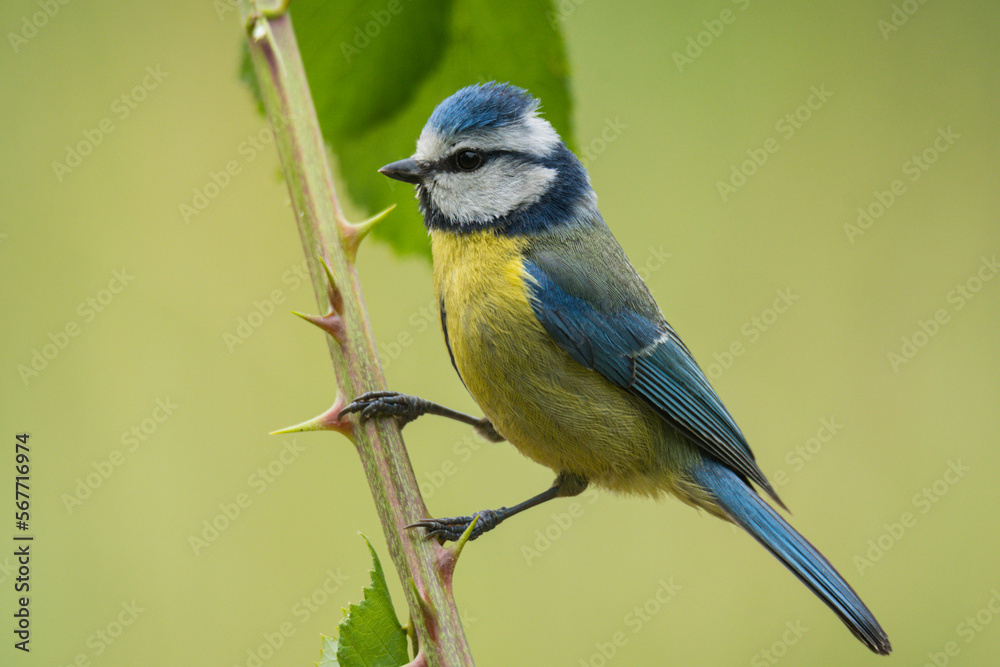 Cute blue tit bird on branch with leaves Cute blue tit bird on branch with leaves