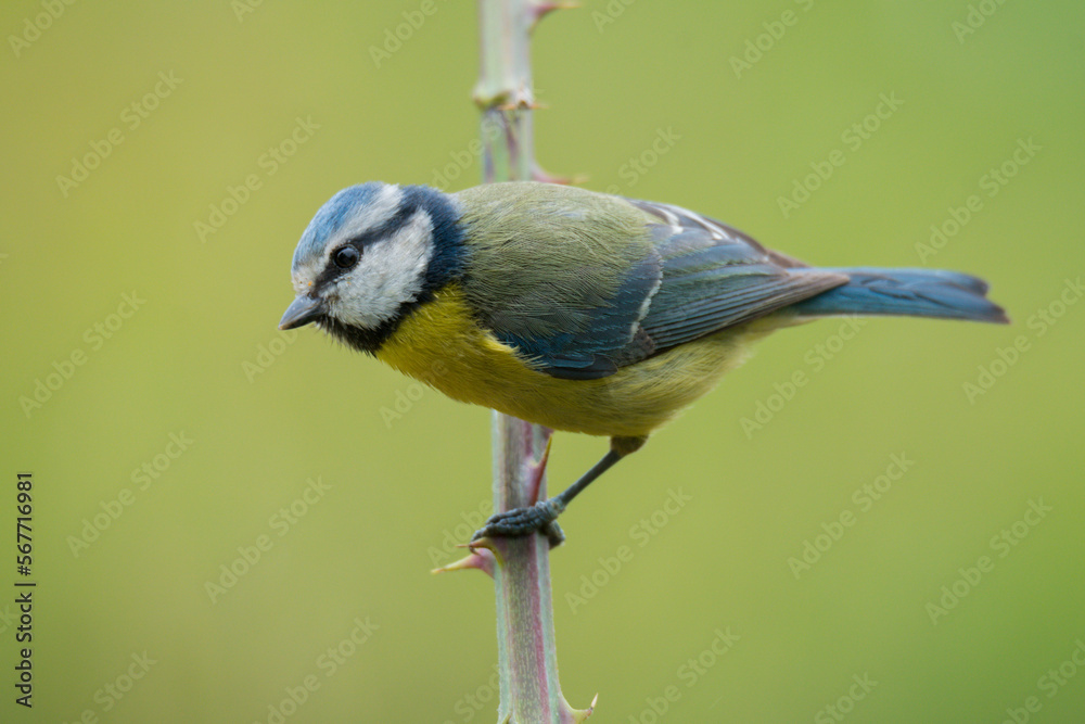 Cute blue tit bird on branch with leaves Cute blue tit bird on branch with leaves