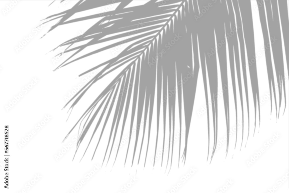 Obraz premium window shadow Tropical plant overlay element for portrait easy to use PNG
