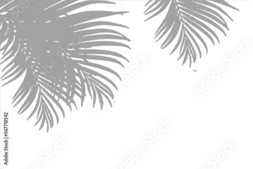 window shadow Tropical plant overlay element for portrait easy to use PNG
