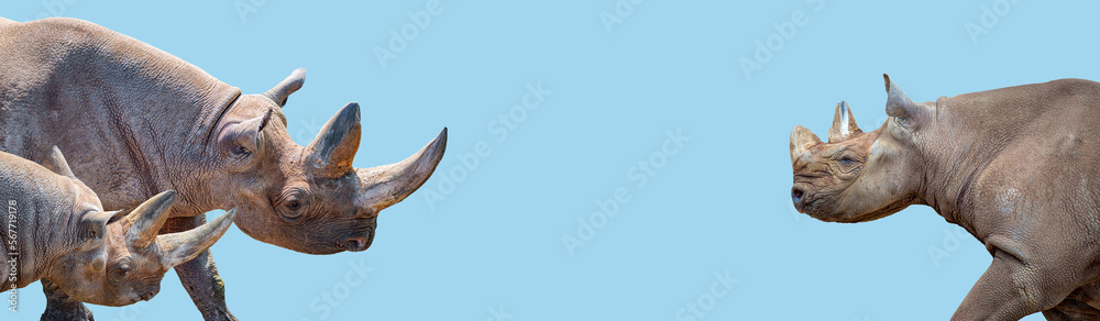 Fototapeta premium Banner with three huge and old African rhinos at blue sky solid background with copy space. Concept of biodiversity, wildlife conservation and protection.