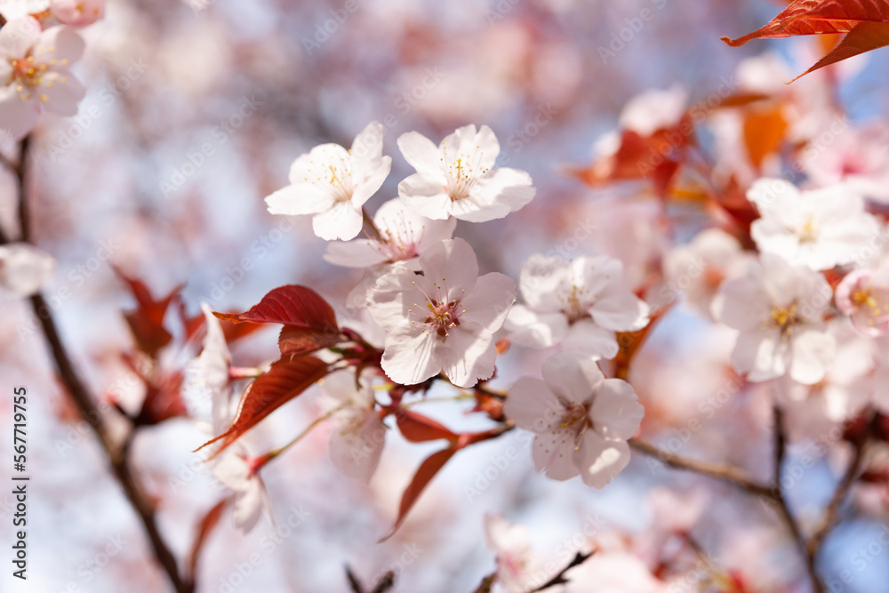 ヤマザクラ開花 ヤマザクラ開花