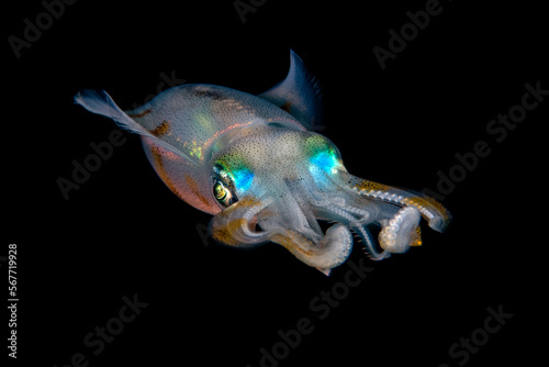 Bigfin Reef Squid - Sepioteuthis lessoniana hunts at night. Underwater life of Tulamben, Bali, Indonesia.