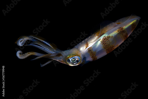 Bigfin Reef Squid - Sepioteuthis lessoniana hunts at night. Underwater life of Tulamben, Bali, Indonesia.