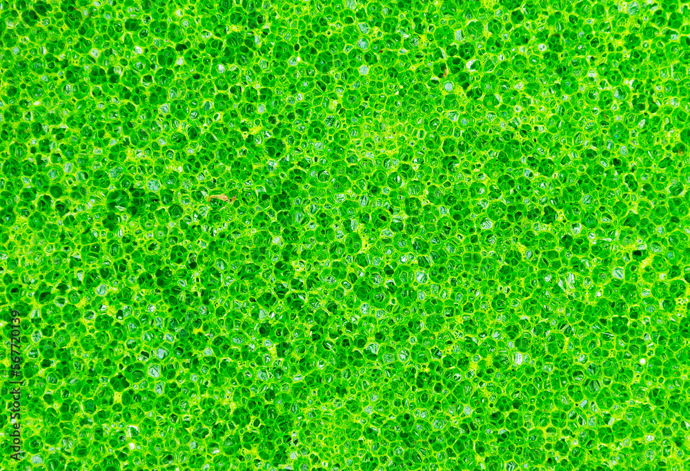 Fototapeta premium Close up texture green sponge background