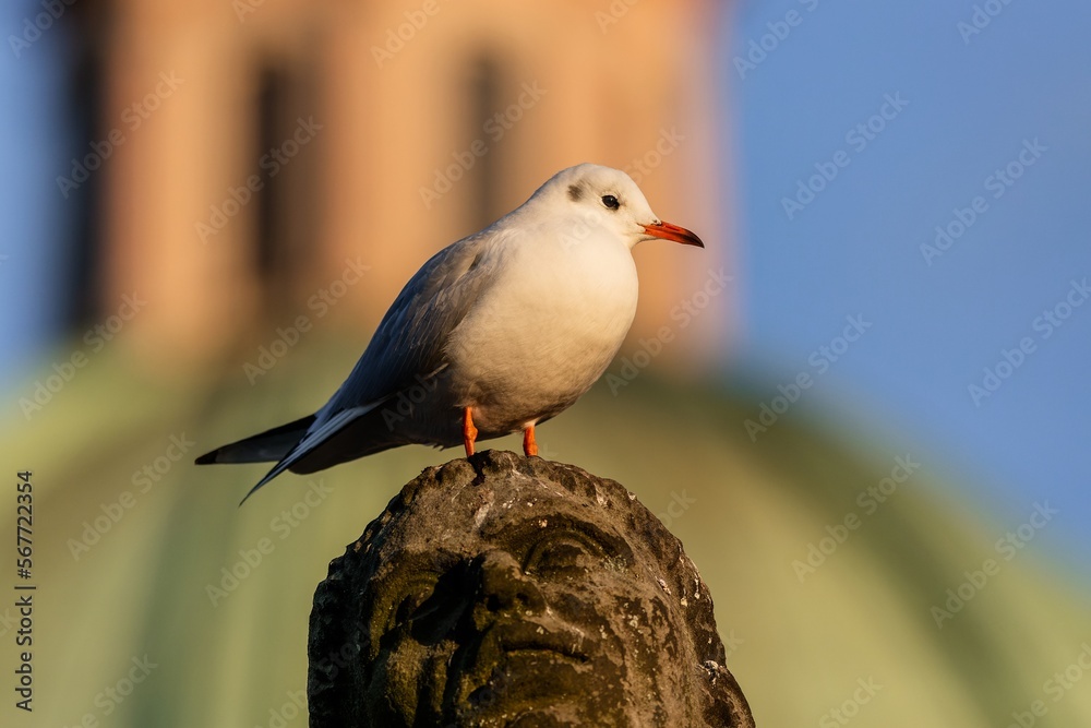 View of a black-hooded gull with red beak and legs perching on a stone sculpture, a head of st. Bernard. Sunny evening. Bue sky and a yellow tower with green roof in the background.