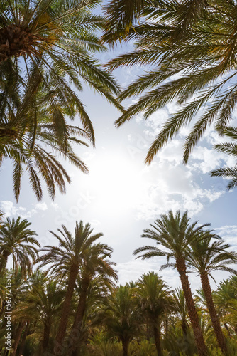 coconut palms against a blue sky