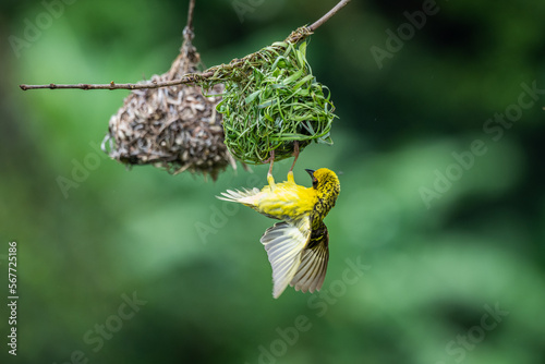 Village Weaver (Ploceus cucullatus spilonotus) bird in wild nature of Mauritius photo