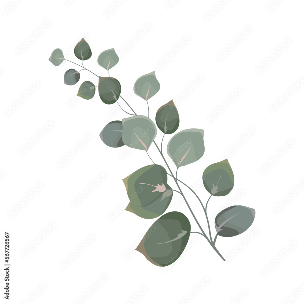 Obraz premium Vector floral eucalyptus. Branches of green leaves, silver dollar greens, natural leaves of tropical elements for wedding invitation, stationery, congratulations, wallpaper, fashion, background