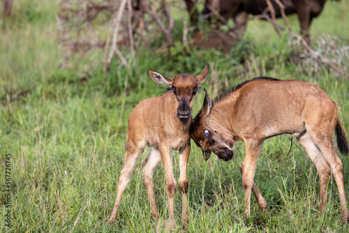 Two wild baby wildebeest stand close together. One has its head lowered against the other.