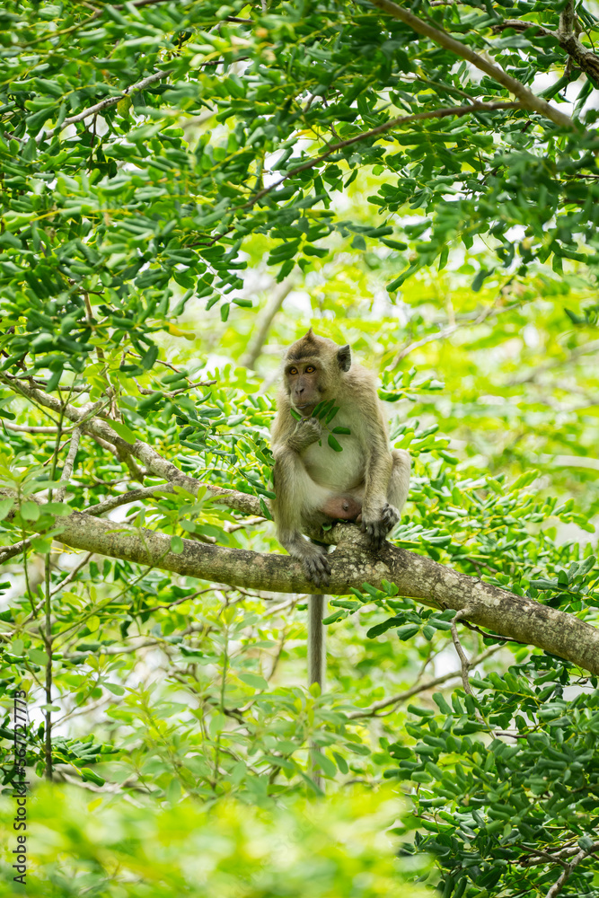 Crab-eating macaque (Macaca fascicularis) in Mauritius island