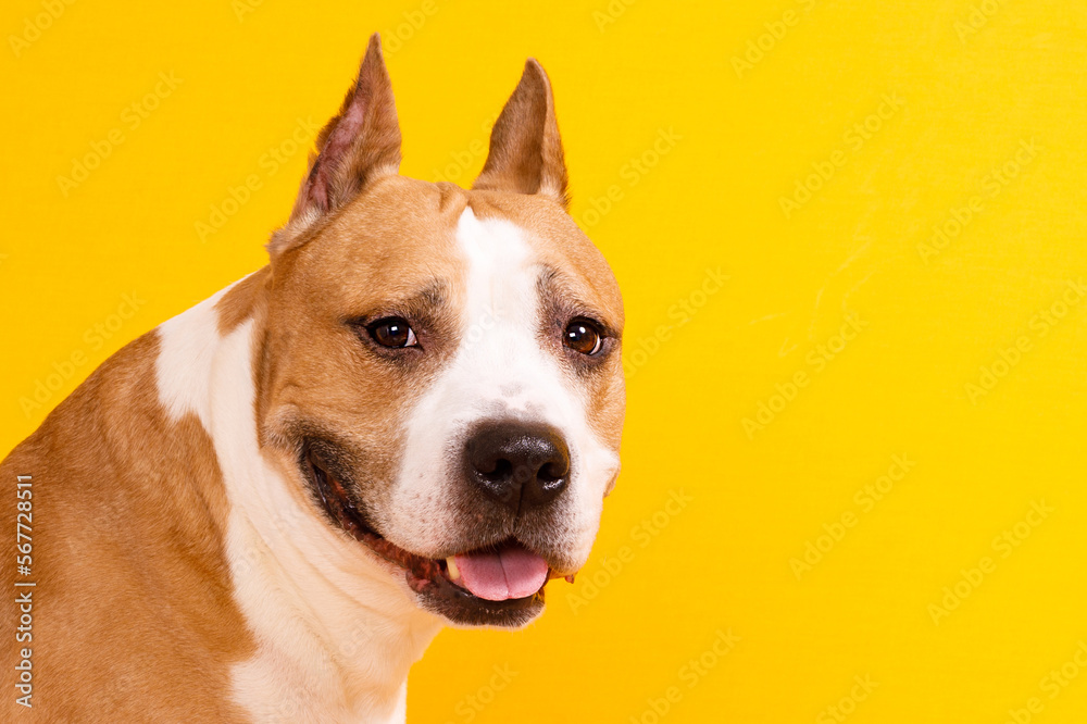 american staffordshire terrier on yellow background