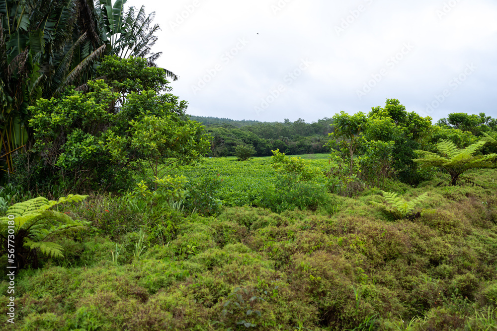 Mauritius tropical countryside with rainforest Mauritius tropical countryside with rainforest
