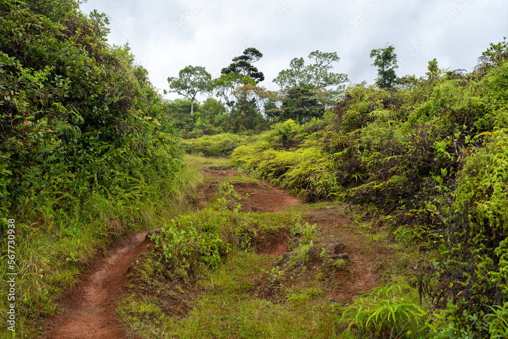 Fototapeta premium Mauritius tropical countryside with rainforest