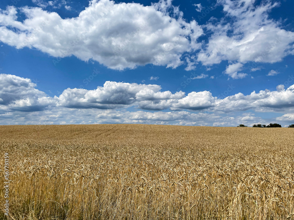 field of wheat with sky and clouds, Uckermark, Brandenburg, Germany field of wheat with sky and clouds, Uckermark, Brandenburg, Germany