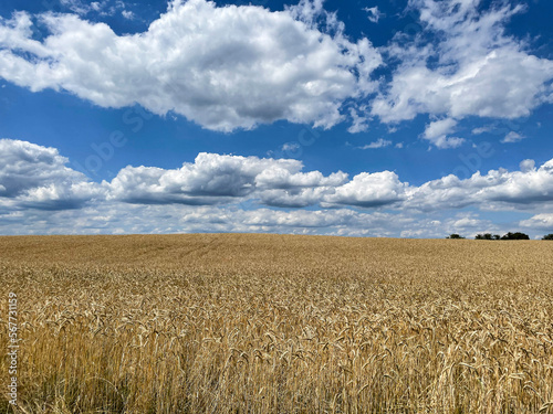field of wheat with sky and clouds, Uckermark, Brandenburg, Germany