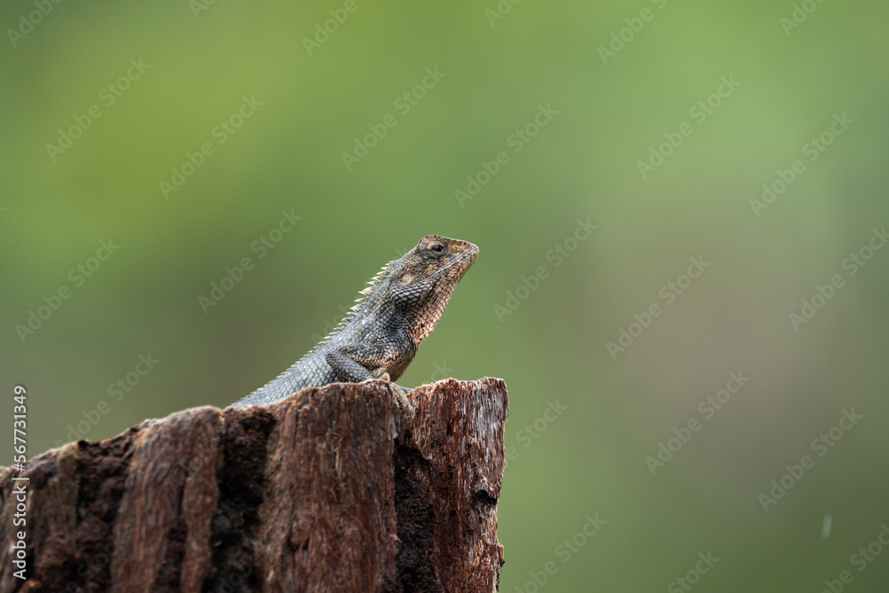 Wild Mauritian Agamid Lizard (Calotes versicolor) in wild nature Wild Mauritian Agamid Lizard (Calotes versicolor) in wild nature