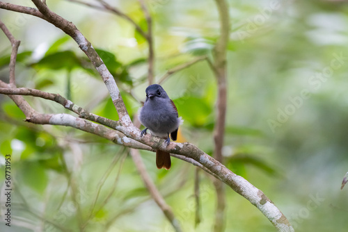 The Mascarene paradise flycatcher (Terpsiphone bourbonnensis) in wild nature
