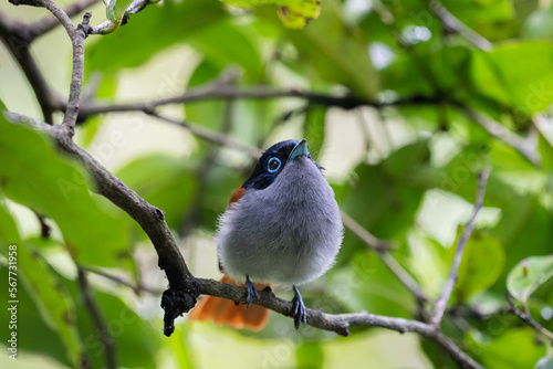 The Mascarene paradise flycatcher (Terpsiphone bourbonnensis) in wild nature photo